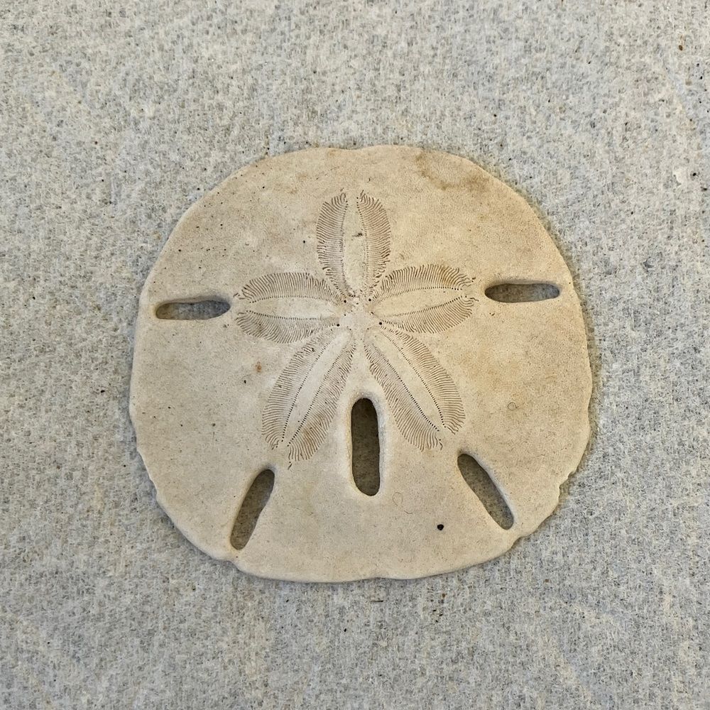 Sand Dollar